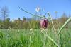 Schachblume mit Burg